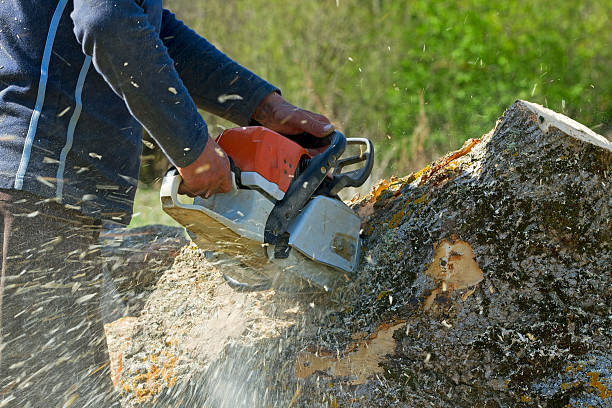 Reliable Wolf Lake, MI Tree Service Solutions